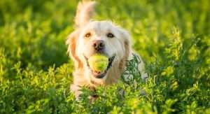 dog chewing tennis balls